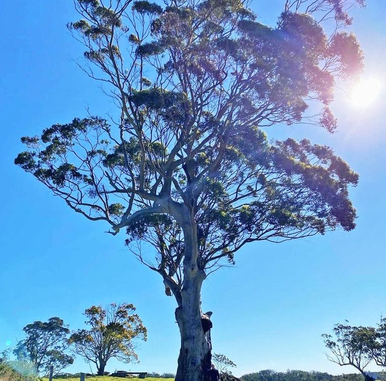Queensland Red Cedar - image Blue-Gum-Tree-2-759x750 on https://tradewarebuildingsupplies.com