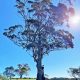 Blue gum is a common name for the subspecies or the species in Eucalyptus globulus complex