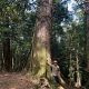 The Mackay Cedar is a large Australian native bushy tree growing 10-25m in height.