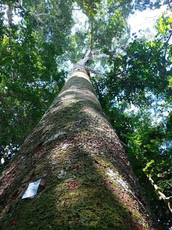 Cumaru Timber Trees responsibly sourced.